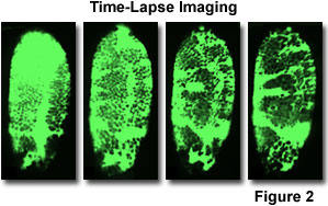 奧林巴斯顯微鏡 confocal2 figure2