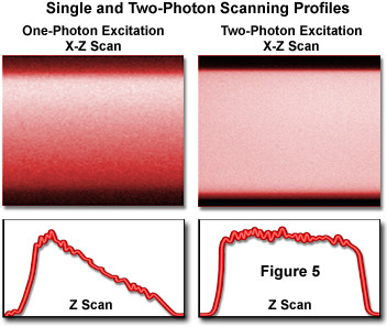 奧林巴斯顯微鏡 multiphotonintro figure5