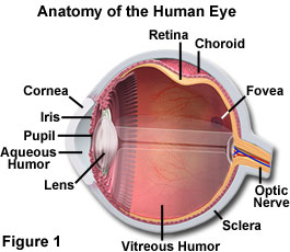 奧林巴斯顯微鏡 human vision figure1