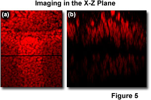 奧林巴斯顯微鏡 confocal2 figure5