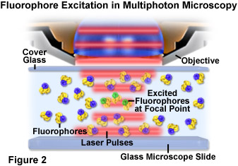 奧林巴斯顯微鏡 multiphotonintro figure2