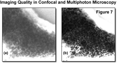 奧林巴斯顯微鏡 multiphotonintro figure7