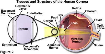 奧林巴斯顯微鏡 human vision figure2