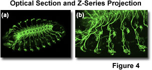 奧林巴斯顯微鏡 confocal2 figure4