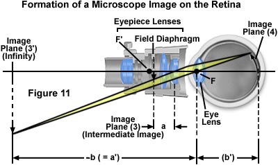 奧林巴斯顯微鏡 retinaimage
