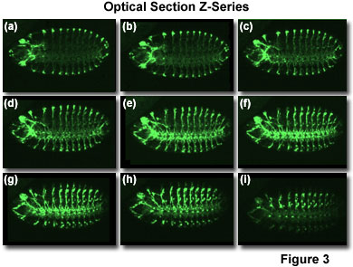 奧林巴斯顯微鏡 confocal2 figure3