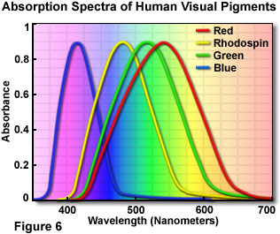 奧林巴斯顯微鏡 human vision figure6