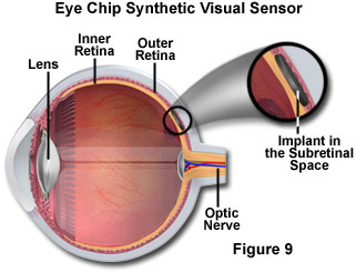 奧林巴斯顯微鏡 human vision figure9