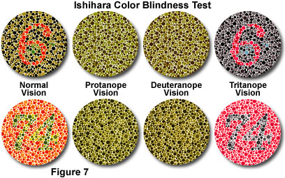 奧林巴斯顯微鏡 human vision figure7