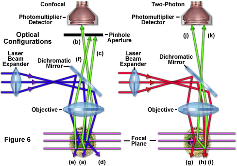 奧林巴斯顯微鏡 multiphotonintro figure6