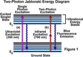 奧林巴斯顯微鏡 multiphotonintro figure1
