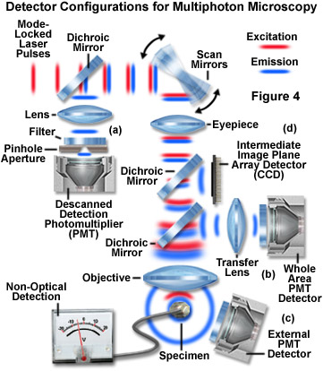 奧林巴斯顯微鏡 multiphotonintro figure4